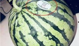 彩虹吃瓜的其他网红叫什么,盘点那些与彩虹吃瓜齐名的热门网红